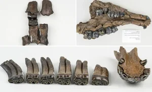 Incredible Discovery: 500,000-Year-Old Fossil Treasure Uncovered in Riverbed - image 0