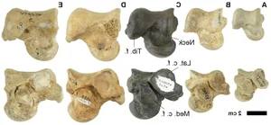 Incredible Discovery: 500,000-Year-Old Fossil Treasure Uncovered in Riverbed - image 1