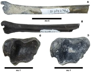 Incredible Discovery: 500,000-Year-Old Fossil Treasure Uncovered in Riverbed - image 3