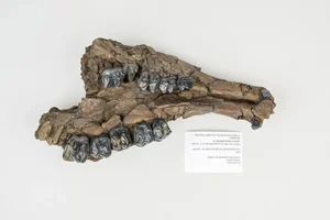 Incredible Discovery: 500,000-Year-Old Fossil Treasure Uncovered in Riverbed - image 8