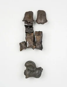 Incredible Discovery: 500,000-Year-Old Fossil Treasure Uncovered in Riverbed - image 2