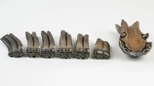 Incredible Discovery: 500,000-Year-Old Fossil Treasure Uncovered in Riverbed - image 4