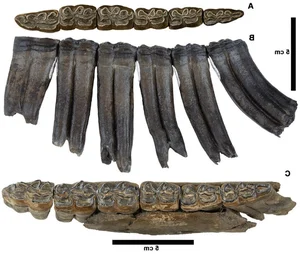 Incredible Discovery: 500,000-Year-Old Fossil Treasure Uncovered in Riverbed - image 7