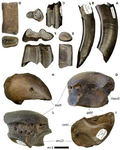 Incredible Discovery: 500,000-Year-Old Fossil Treasure Uncovered in Riverbed - image 5