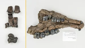 Incredible Discovery: 500,000-Year-Old Fossil Treasure Uncovered in Riverbed - image 6