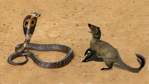 Venom-Resistant Predators: How These Animals Eat Deadly Snakes and Survive - image 3