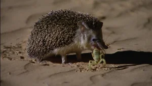 Venom-Resistant Predators: How These Animals Eat Deadly Snakes and Survive - image 2