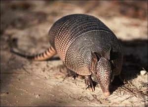Venom-Resistant Predators: How These Animals Eat Deadly Snakes and Survive - image 11