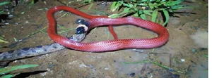 Venom-Resistant Predators: How These Animals Eat Deadly Snakes and Survive - image 9