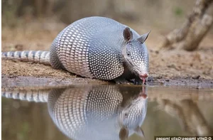 Venom-Resistant Predators: How These Animals Eat Deadly Snakes and Survive - image 6