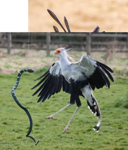 Venom-Resistant Predators: How These Animals Eat Deadly Snakes and Survive - image 1