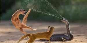 Venom-Resistant Predators: How These Animals Eat Deadly Snakes and Survive - image 7