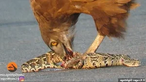 Venom-Resistant Predators: How These Animals Eat Deadly Snakes and Survive - image 5