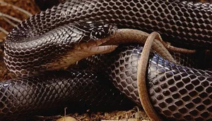 Venom-Resistant Predators: How These Animals Eat Deadly Snakes and Survive - image 8