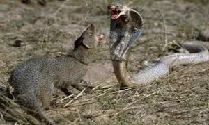 Venom-Resistant Predators: How These Animals Eat Deadly Snakes and Survive - image 10