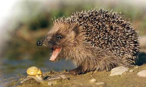 Venom-Resistant Predators: How These Animals Eat Deadly Snakes and Survive - image 4