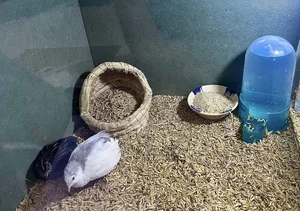 Tiny and Majestic: The Serama, World's Smallest Chicken Captivating Pet Lovers - image 6