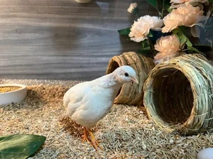 Tiny and Majestic: The Serama, World's Smallest Chicken Captivating Pet Lovers - image 0