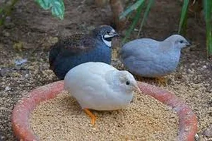 Tiny and Majestic: The Serama, World's Smallest Chicken Captivating Pet Lovers - image 4