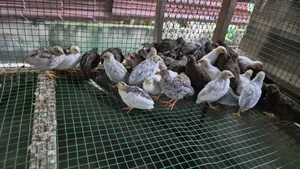 Tiny and Majestic: The Serama, World's Smallest Chicken Captivating Pet Lovers - image 5