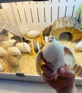 Tiny and Majestic: The Serama, World's Smallest Chicken Captivating Pet Lovers - image 2