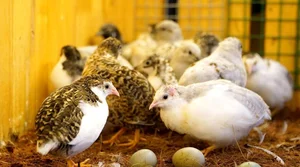 Tiny and Majestic: The Serama, World's Smallest Chicken Captivating Pet Lovers - image 3