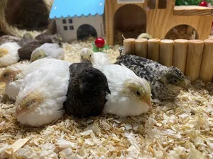Tiny and Majestic: The Serama, World's Smallest Chicken Captivating Pet Lovers - image 7