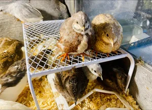 Tiny and Majestic: The Serama, World's Smallest Chicken Captivating Pet Lovers - image 8