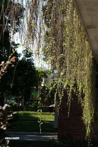 Thong Nhat Park Becomes the Ultimate Youth Hangout and Cooling Spot During Seasonal Transitions - image 4
