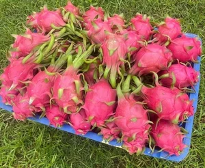 Massive Price Drop for Chinese Plums: From Premium to Budget-Friendly - image 0