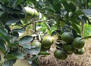 Massive Price Drop for Chinese Plums: From Premium to Budget-Friendly - image 1
