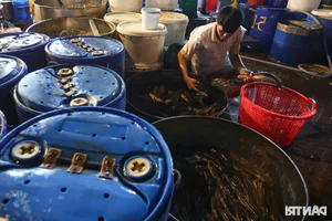 Inside Ho Chi Minh City’s Largest Snakehead Fish Market for God of Wealth Day - image 5