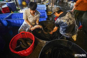 Inside Ho Chi Minh City’s Largest Snakehead Fish Market for God of Wealth Day - image 8