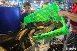 Inside Ho Chi Minh City’s Largest Snakehead Fish Market for God of Wealth Day - image 7