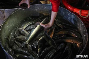 Inside Ho Chi Minh City’s Largest Snakehead Fish Market for God of Wealth Day - image 6