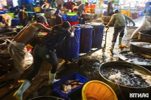 Inside Ho Chi Minh City’s Largest Snakehead Fish Market for God of Wealth Day - image 2