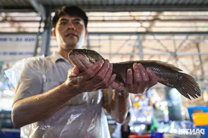 Inside Ho Chi Minh City’s Largest Snakehead Fish Market for God of Wealth Day - image 1