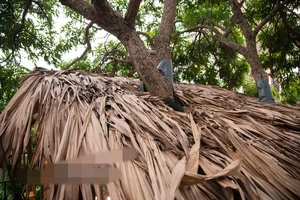The One-of-a-Kind Treehouse Hidden in the Outskirts of Hanoi - image 8