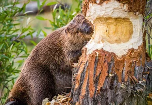 Nature's Design Flaws: The Story of the World's Most 'Self-Destructive' Animal - image 0