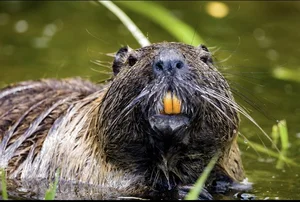 Nature's Design Flaws: The Story of the World's Most 'Self-Destructive' Animal - image 3