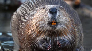 Nature's Design Flaws: The Story of the World's Most 'Self-Destructive' Animal - image 6