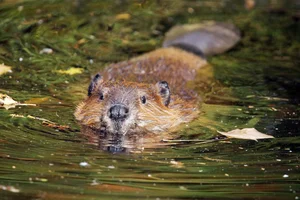 Nature's Design Flaws: The Story of the World's Most 'Self-Destructive' Animal - image 2
