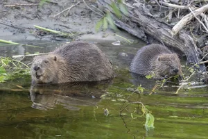 Nature's Design Flaws: The Story of the World's Most 'Self-Destructive' Animal - image 5