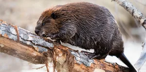 Nature's Design Flaws: The Story of the World's Most 'Self-Destructive' Animal - image 1