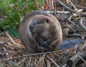 Nature's Design Flaws: The Story of the World's Most 'Self-Destructive' Animal - image 7