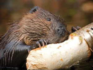 Nature's Design Flaws: The Story of the World's Most 'Self-Destructive' Animal - image 4