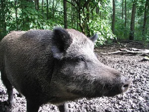 Terrifying Wild Boar Attack in Residential Backyard Raises Alarms - image 6