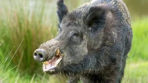 Terrifying Wild Boar Attack in Residential Backyard Raises Alarms - image 0