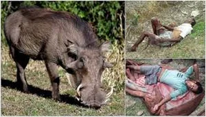 Terrifying Wild Boar Attack in Residential Backyard Raises Alarms - image 1