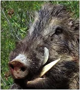 Terrifying Wild Boar Attack in Residential Backyard Raises Alarms - image 2